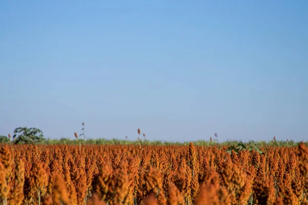 Granja de plantación de sorgo —  Fotos de Stock
