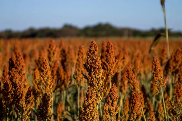 Granja de plantación de sorgo —  Fotos de Stock