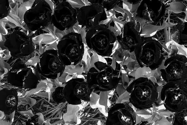 açık gri ile koyu siyah ve beyaz laleler yaprakları yaprakları