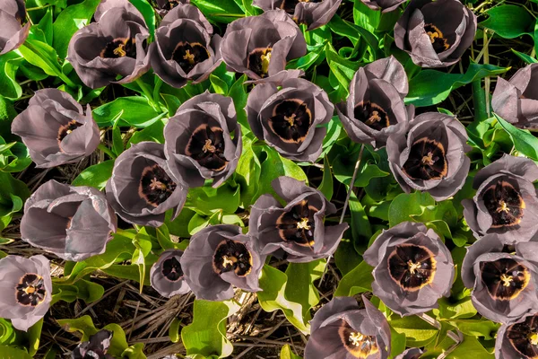 Pétalas de tulipas dessaturadas com folhas amareladas e verdes frescas — Fotografia de Stock