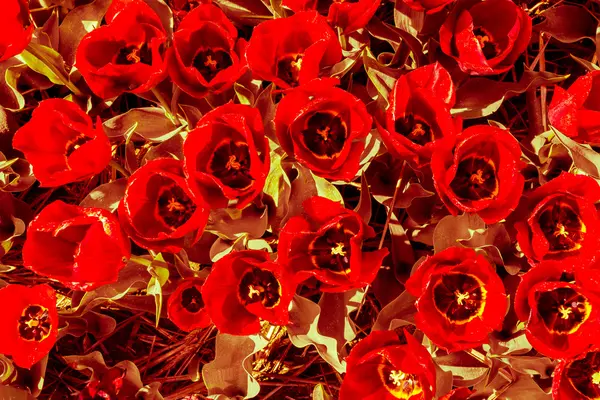 Sepya dokunuşla Lale kırmızı kahverengi yaprakları ve sarı yapraklar