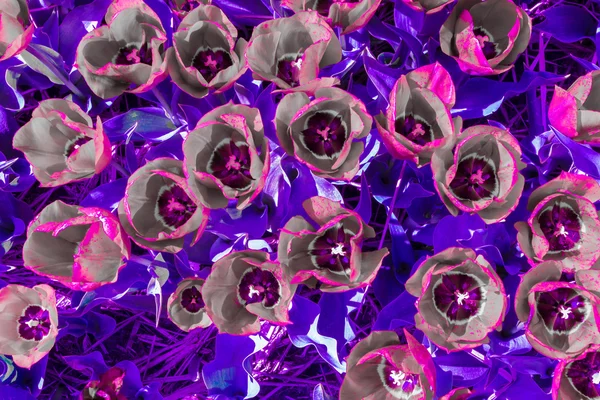 Grimsi dokunmatik Lale mavi ve mor kenarlı yaprakları ile yapraklar