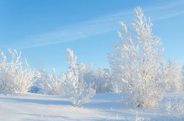 Karlı kış ormanlarında soğuk gün