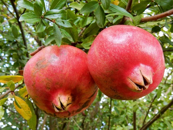 Fruits of a pomegranate tree run wild, abandoned and without any care and treatment