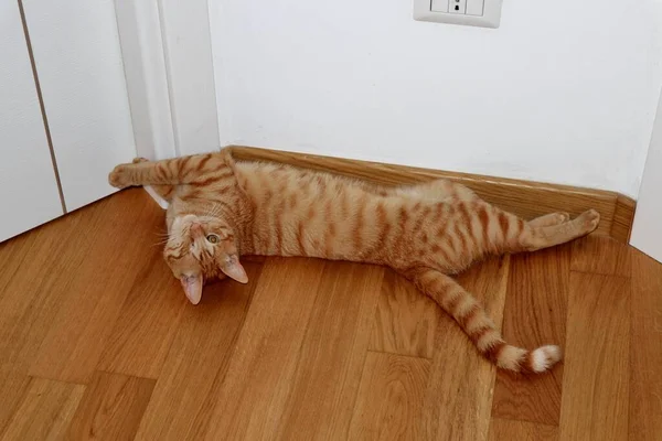 Fawn Kočka Při Žehlení Dubové Podlaze — Stock fotografie