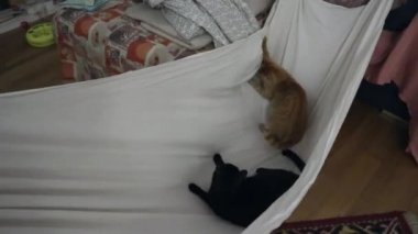 Agguato tra gatti con slow motion