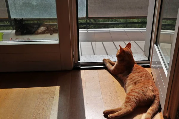 Benevento Campania Italia Abril 2020 Gatos Balcón Casa Durante Cuarentena —  Fotos de Stock