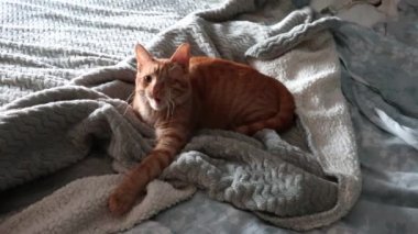 Gatto sul letto che sbadiglia