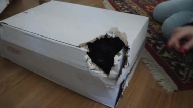 Zampate di gatto dalla scatola