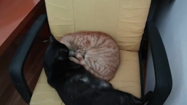 Coccole tra gatti in poltrona — Stock video