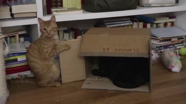 Gatto che mangia uno scatolo di cartone — Stock video
