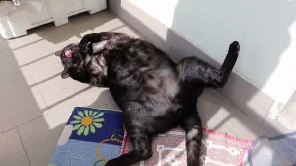 Gatto a pancia all'aria sul balcone