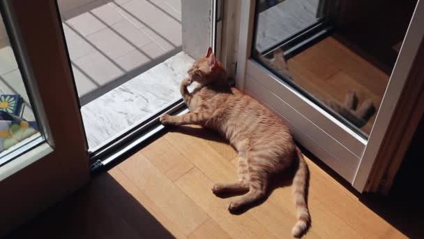 Gatto che si liscia al sole sul balcone — Stok Video