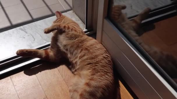 Gatto che si crogiola al only sul balcone — Stok video