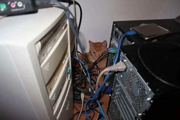 Benevento Campania Italia Abril 2020 Gato Rojizo Detrás Las Computadoras —  Fotos de Stock