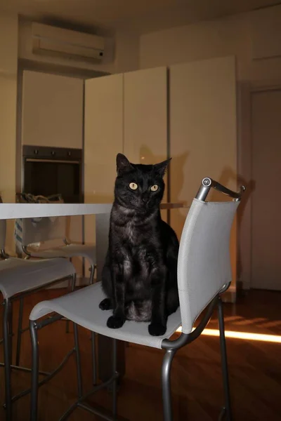 Kucing Hitam Bangku Dapur Ruang Tamu — Stok Foto