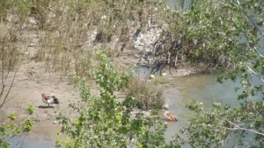 Benevento - Oche del Nilo sul fiume Calore