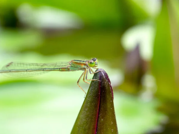 Lotus üzerinde tutarak yusufçuk kapatın