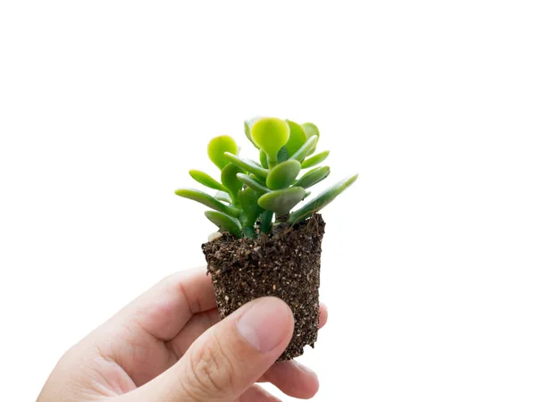 eldeki bitki beyaz arkaplanda izole