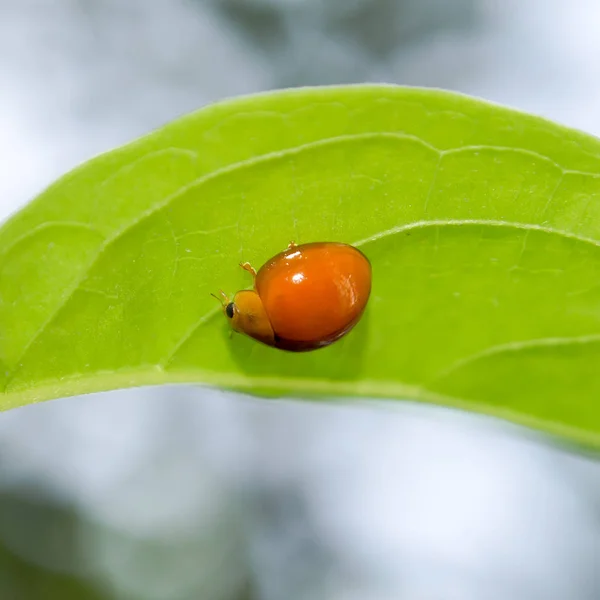 Yeşil yaprak üzerinde asılı turuncu uğur böceği kadar kapatın