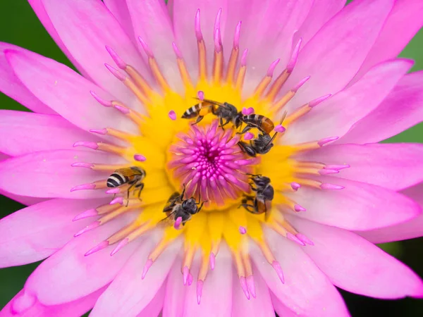 Lotus polen ve arı kadar yakın