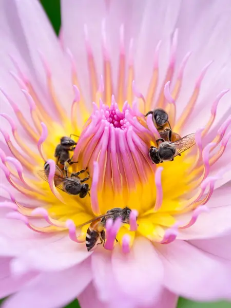 Lotus polen ve arı kadar yakın