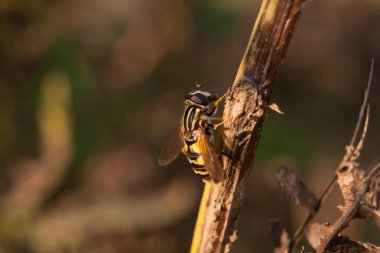 Gün batımı ve altın saat zaman ilkbaharda dalda dinlenme yabani arı