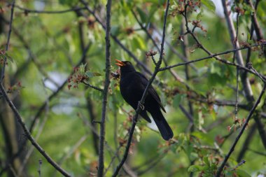 Erkek karatavuk ya da ilkbahar zamanı ağaçta çekilen Turdus Merula. Erkek karatavuk dişileri cezbetmek ve çiftleşmek için şarkı söylüyor..