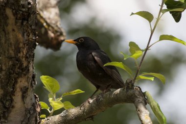 Erkek karatavuk ya da ilkbahar zamanı ağaçta çekilen Turdus Merula. Erkek karatavuk dişileri cezbetmek ve çiftleşmek için şarkı söylüyor..