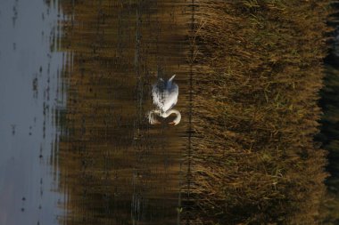 Gölde beyaz bir kuğu, güzel bir doğal ortamda. Sudaki yansıma, doğal arka plan. Doğadaki hayvanlar. Kuş fotoğrafçılığı.