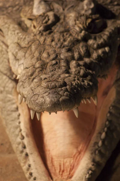 크로코딜 로쿠스 Crocodylus Niloticus 나일악어 동물원에 치아의 촬영을 닫습니다 — 스톡 사진