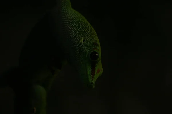 Madagáscar Dia Gecko Phelsuma Madagascariensis Madagascariensis Terrário Vidro Vindo Cabeça — Fotografia de Stock