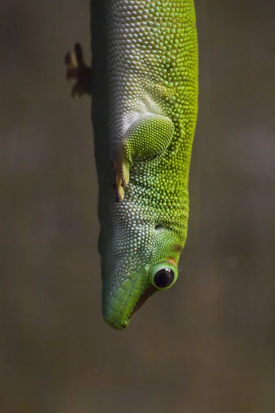 Madagaskar Dzień Gecko Lub Phelsuma Madagascariensis Madagascariensis Szklanym Terrarium Nadchodzi — Zdjęcie stockowe