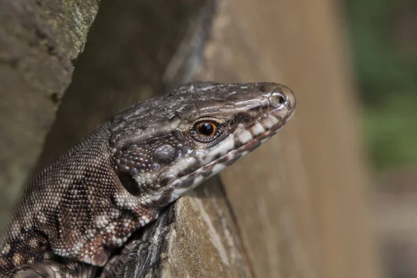 Písečná Ještěrka Nebo Lacerta Agilis Zblízka Hlava Ještěrky Vyhlížející Dřevěného — Stock fotografie