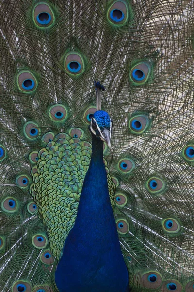 Common Peafowl Peacock Male Peacock Showing His Beautiful Colorful Feathers — Stock Photo, Image