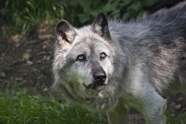 Wolf looking up toward a zoo keeper bringing food for him. Beautiful animal with interesting look. Canis lupus or gray wolf.