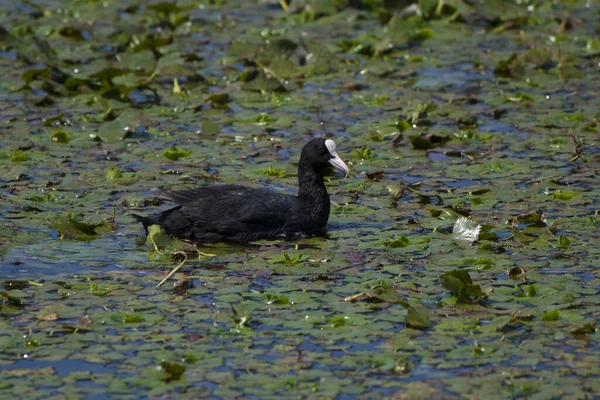 Fulica Atra Focha Euroasiática Focha Común Río Rae Eslovenia Hermoso — Foto de Stock