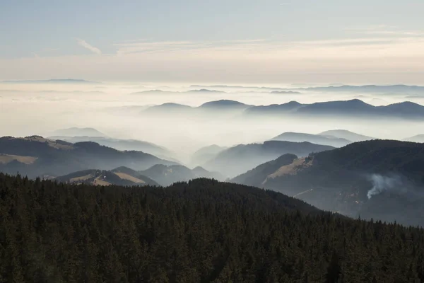 Widok Rogla Strzał Tree Tops Walk Piękny Widok Zachmurzone Niebo — Zdjęcie stockowe