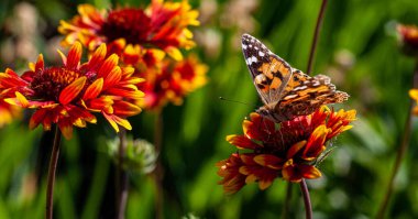 Çiçek üzerindeki kelebek v
