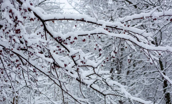 Снігові Покриті Дерева — стокове фото