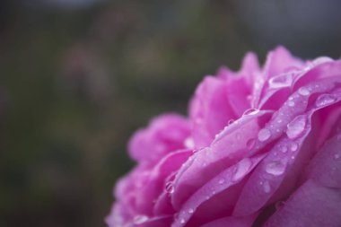 Arka plan bulanık üzerinde pembe ihale gülü