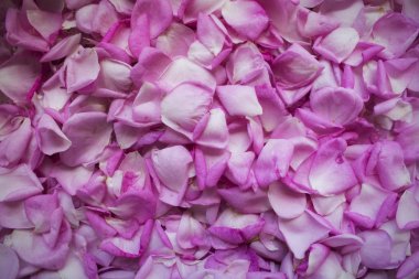 Pembe ihale gül yaprakları arka plan