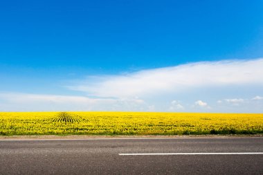 Ayçiçeği alan bulutlar ile mavi gökyüzünün altında. Ukrayna, Europe   