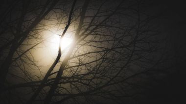 Fener mistik siste fener ışığında ağaç siluet