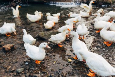 Beyaz kaz, nehir kenarında yürüyüş closeup sonbahar parkta vurulmuş.