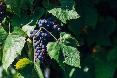 Koyu mavi üzüm dışında bir asma üzerinde büyüyen