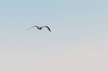 martı mavi gökyüzü