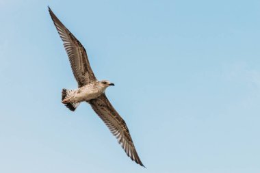 martı mavi gökyüzü