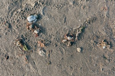Üstten Görünüm atış kabukları ve yengeçler kumlu deniz kıyısında