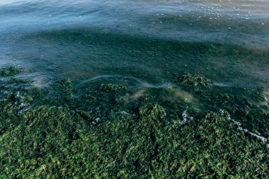 Yaz yatay, çimenli tepe